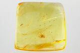 Fossil Beetle Larva and Fungus Gnat in Baltic Amber #372570-1